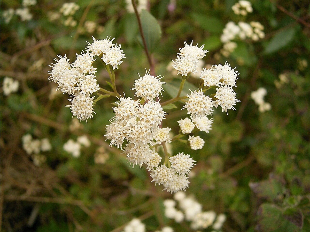 Spreading snakeroot: Ageratina riparia growing in Barlovento , La Palma , Canary Islands