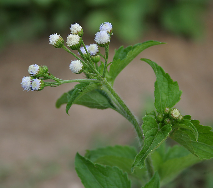 Tropical whiteweed: Mexican Ageratum, Yoat Weed, Billygoat-weed, Chick weed, Goatweed or Whiteweed Ageratum conyzoides in Narsapur, Medak district .