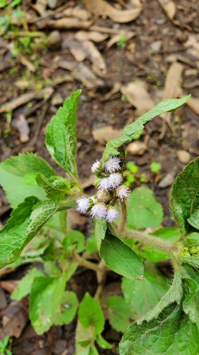 Tropical whiteweed (Ageratum conyzoides)