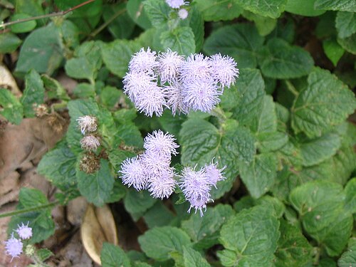 Tropical whiteweed: Photo of Ageratum conyzoides