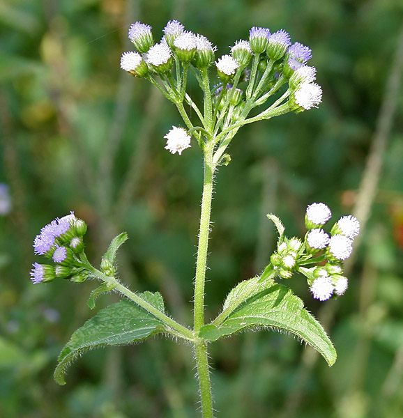 Tropical whiteweed: Mexican Ageratum, Yoat Weed, Billygoat-weed, Chick weed, Goatweed or Whiteweed Ageratum conyzoides in Narsapur, Medak district .