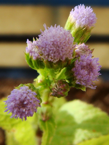 Tropical whiteweed (Ageratum conyzoides)