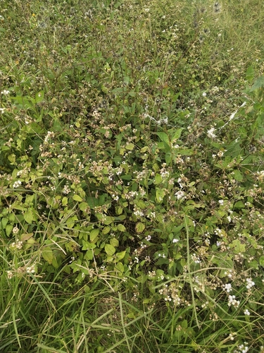 Tropical whiteweed (Ageratum conyzoides)
