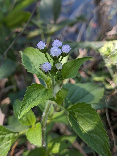 Tropical whiteweed