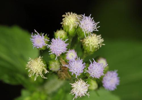 Tropical whiteweed (Ageratum conyzoides)