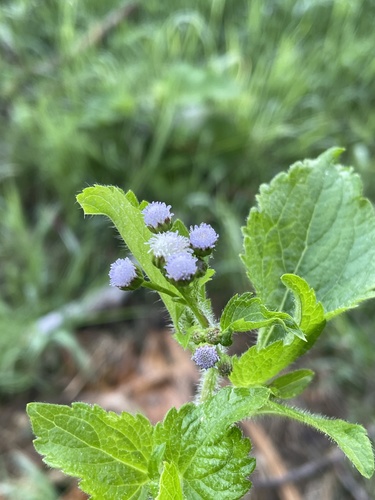 Tropical whiteweed (Ageratum conyzoides)