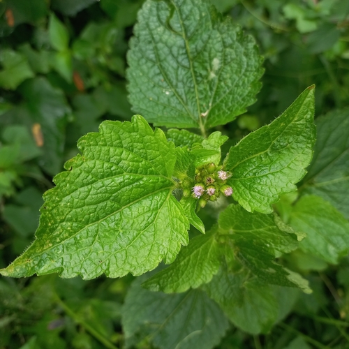 Tropical whiteweed (Ageratum conyzoides)