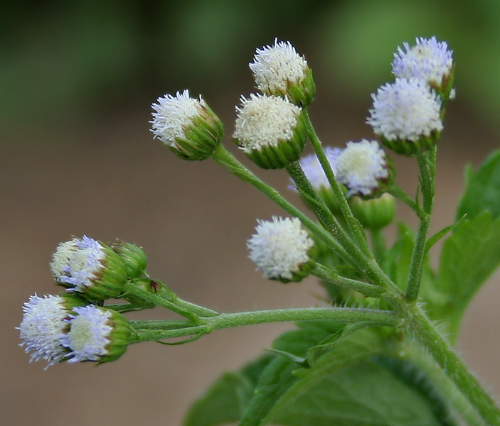 Tropical whiteweed: Mexican Ageratum, Yoat Weed, Billygoat-weed, Chick weed, Goatweed or Whiteweed Ageratum conyzoides in Narsapur, Medak district .