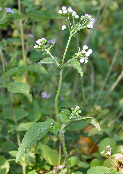 Tropical whiteweed: Mexican Ageratum, Yoat Weed, Billygoat-weed, Chick weed, Goatweed or Whiteweed Ageratum conyzoides in Narsapur, Medak district .
