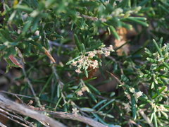 Agiortia pedicellata (Agiortia pedicellata)