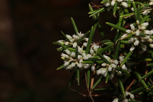Agiortia pedicellata (Agiortia pedicellata)