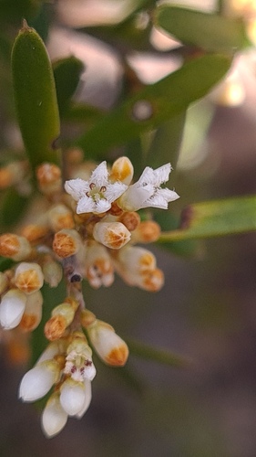 Agiortia pedicellata (Agiortia pedicellata)