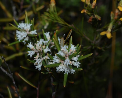 Agiortia pedicellata (Agiortia pedicellata)