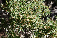 Agiortia pedicellata (Agiortia pedicellata)