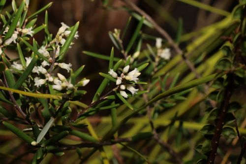Agiortia pedicellata (Agiortia pedicellata)