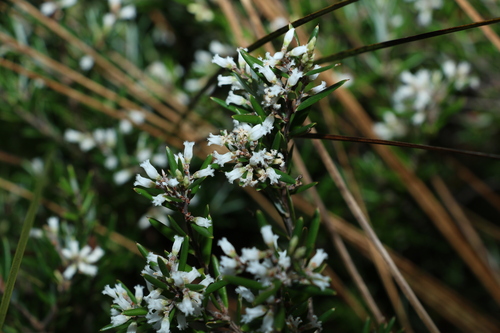 Agiortia pedicellata (Agiortia pedicellata)