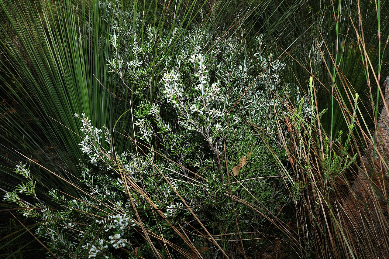 Agiortia pedicellata: Picture of Agiortia pedicellata from iNaturalist.
