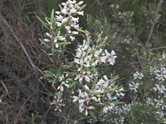 Agiortia pedicellata (Agiortia pedicellata)