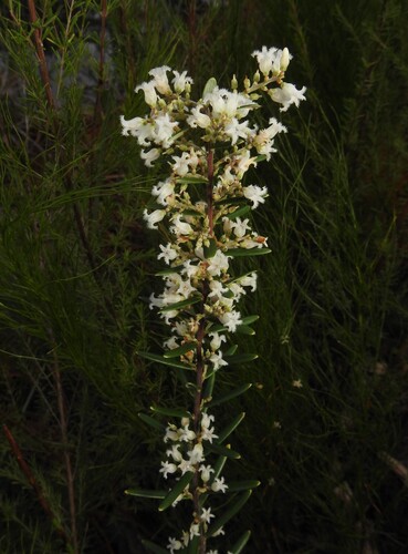 Agiortia pedicellata (Agiortia pedicellata)