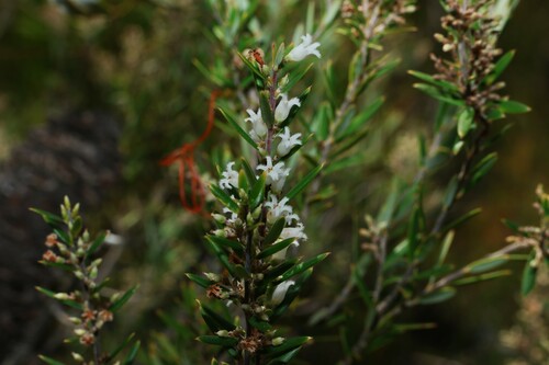 Agiortia pedicellata (Agiortia pedicellata)