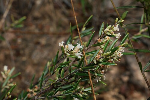 Agiortia pedicellata (Agiortia pedicellata)