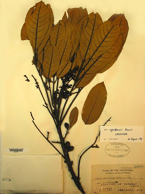 Aglaia pyriformis: Aglaia pyriformis