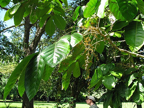 Aglaia saltatorum: Aglaia saltatorum (Langakali) Flowers and leaves at Kahanu Gardens NTBG Kaeleku Hana, Maui, Hawaii. November 04, 2009 #091104-0821 Image Use Policy