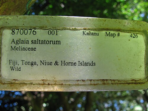 Aglaia saltatorum: Aglaia saltatorum (Langakali) Plant tag at Kahanu Gardens NTBG Kaeleku Hana, Maui, Hawaii. November 04, 2009 #091104-0817 Image Use Policy