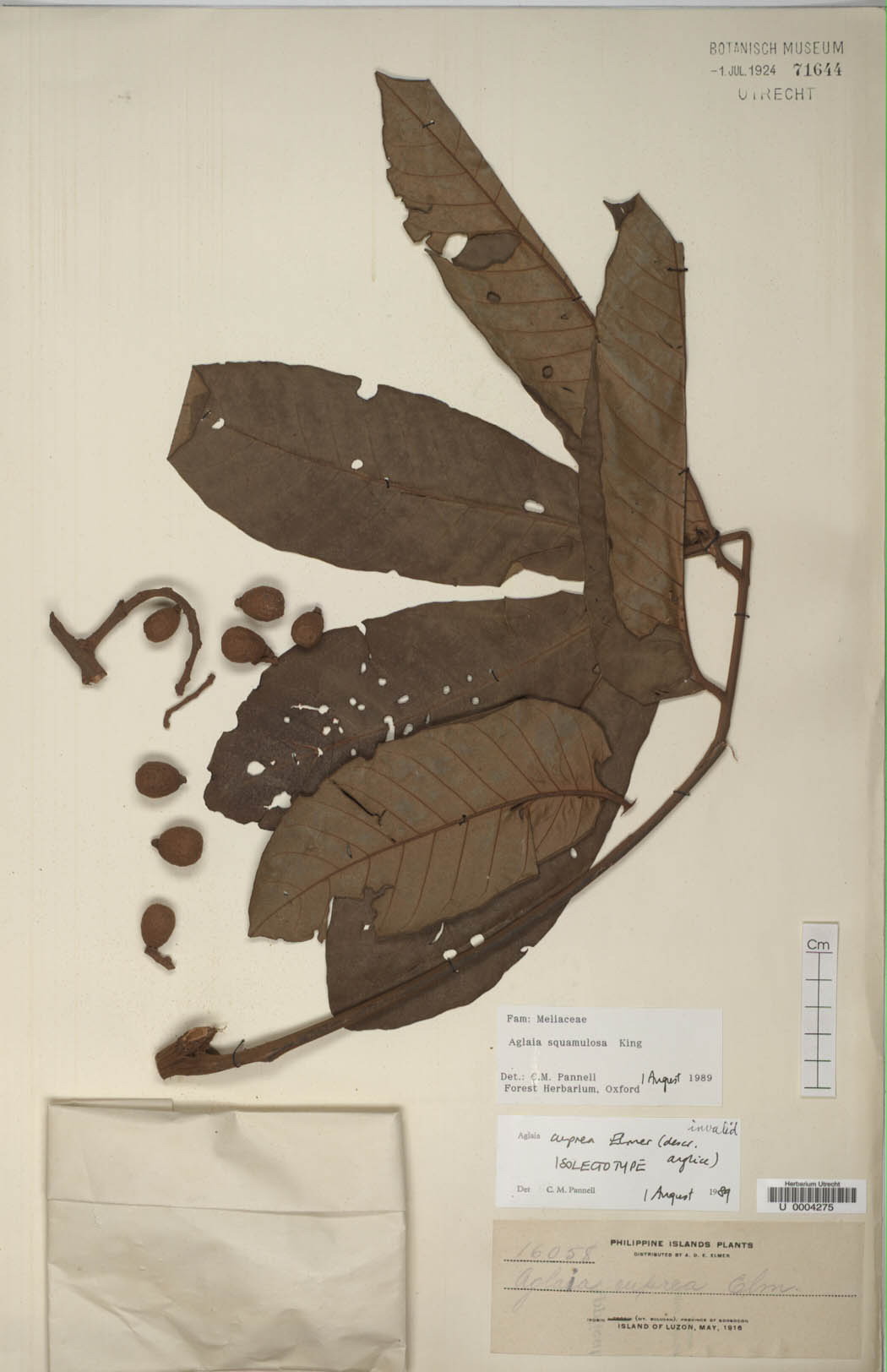 Aglaia squamulosa: Aglaia squamulosa