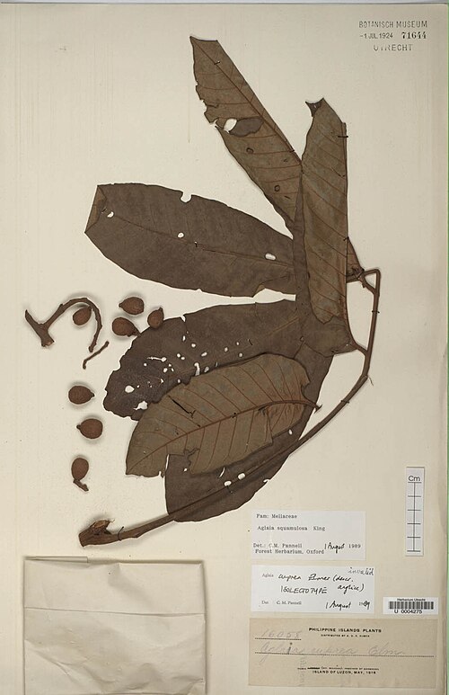 Aglaia squamulosa: Aglaia squamulosa