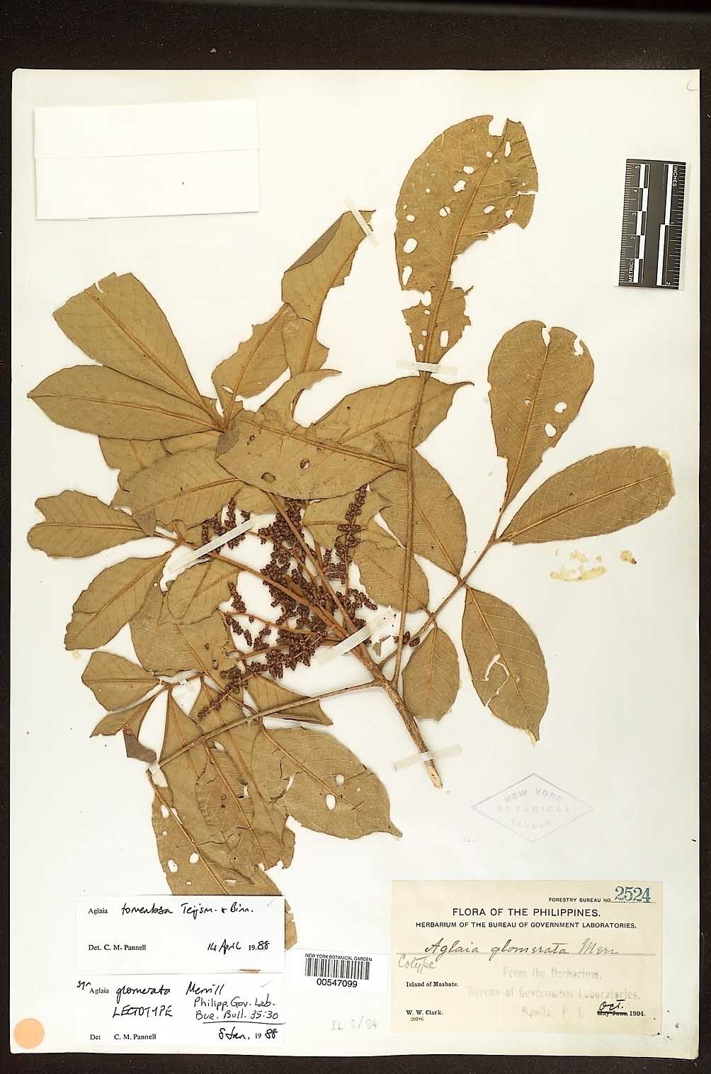 Aglaia tomentosa: The text in this image should be transcribed and included in the description on this page. Replace this template with {{Transcription}} after transcription. See
