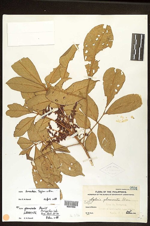 Aglaia tomentosa: The text in this image should be transcribed and included in the description on this page. Replace this template with {{Transcription}} after transcription. See