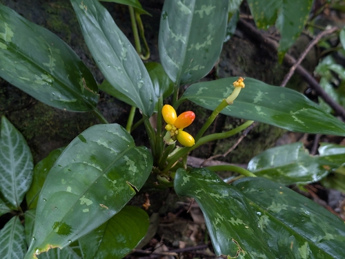 Chinese evergreen (Aglaonema commutatum)