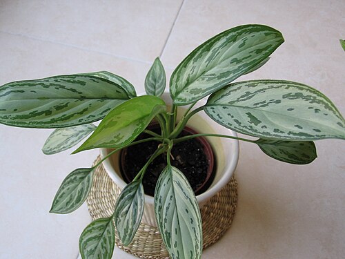 Chinese evergreen: Aglaonema commutatum 'Silver Queen'