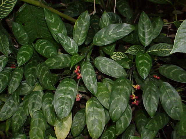 Chinese evergreen: Species : Aglaonema commutatum Family : Araceae Image No. 3