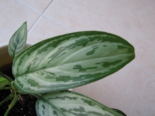 Chinese evergreen: Aglaonema commutatum 'Silver Queen'