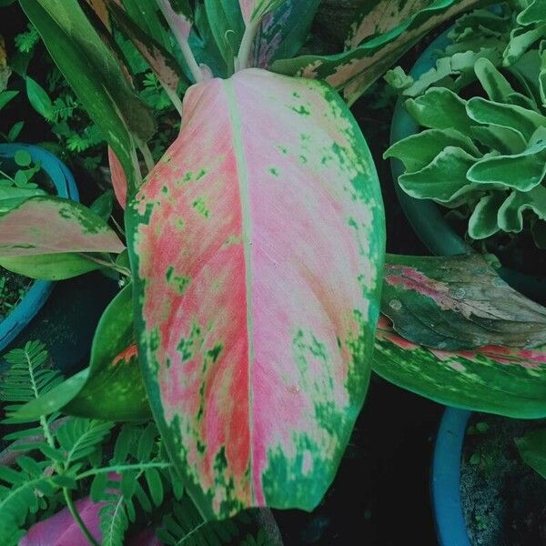 Chinese evergreen (Aglaonema commutatum)