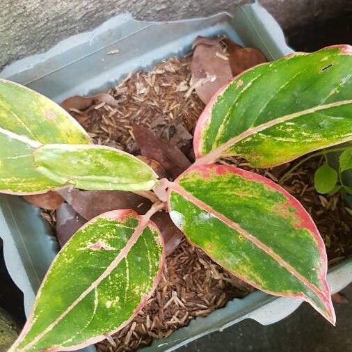 Chinese evergreen (Aglaonema commutatum)