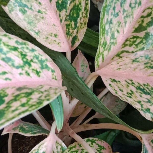 Chinese evergreen (Aglaonema commutatum)