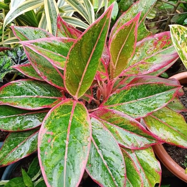 Chinese evergreen (Aglaonema commutatum)
