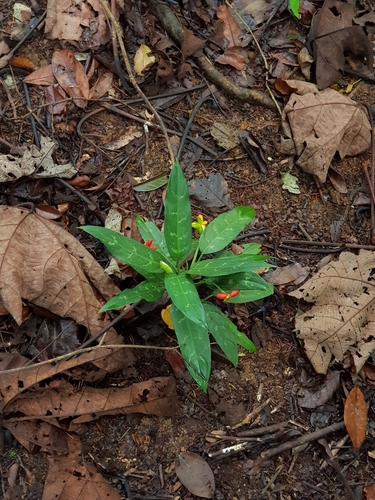 Chinese evergreen (Aglaonema commutatum)