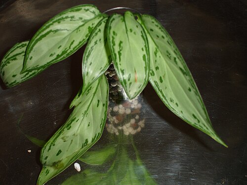 Chinese evergreen: Aglanoema.commutatum Silver Queen. Cutting. Hydroculture