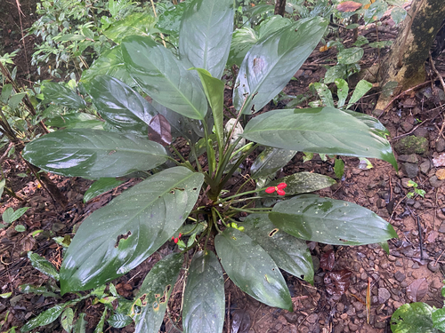 Aglaonema densinervium (Aglaonema densinervium)