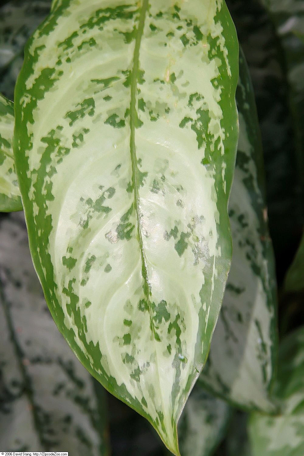 Aglaonema marantifolium: Location taken: United States Botanic Garden. Names: Aglaonema marantifolium Blume Classification: Plantae > Magnoliophyta > Liliopsida > Alismatales > Araceae 