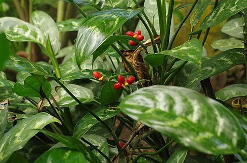 Aglaonema marantifolium: Aglaonema marantifolium at the ÖBG Bayreuth
