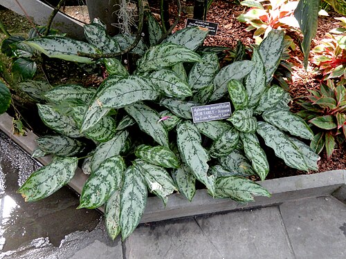 Aglaonema marantifolium: Botanical specimen in the United States Botanic Garden, Washington, DC, USA.