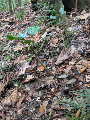 Aglaonema marantifolium (Aglaonema marantifolium)