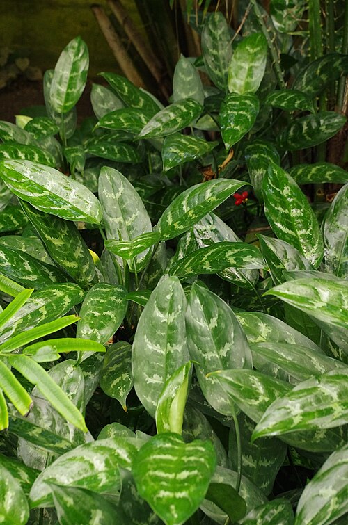 Aglaonema marantifolium: Aglaonema marantifolium at the ÖBG Bayreuth