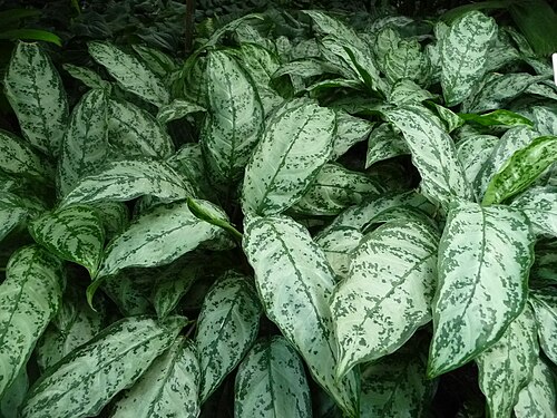 Aglaonema marantifolium: Aglaonema maranthfolium