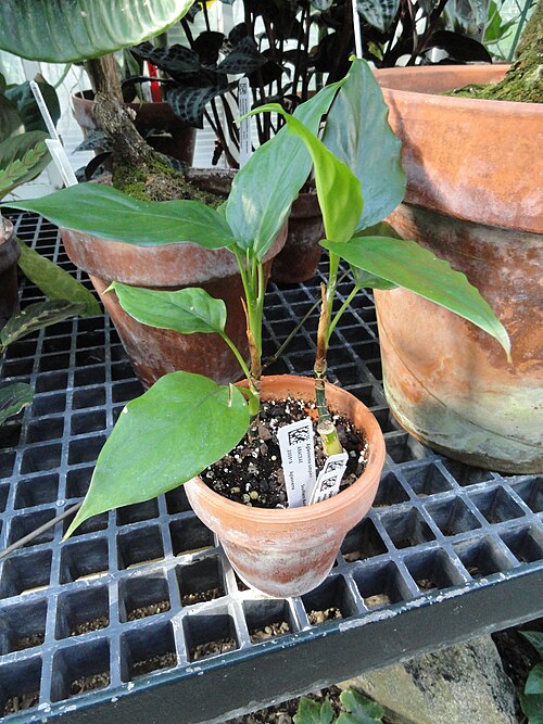 Aglaonema simplex: Botanical specimen in the Lyman Plant House, Smith College, Northampton, Massachusetts, USA.